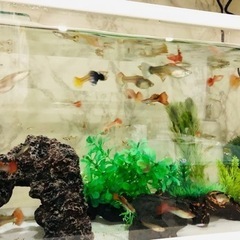 グッピー大切に育ててくださる方(^^)♪5匹