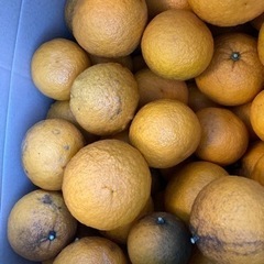 完全無農薬　夏みかん