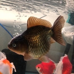 オランダショートテール①の画像