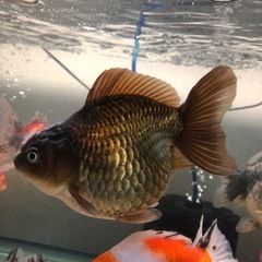 オランダショートテール①の画像