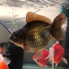 オランダショートテール①の画像