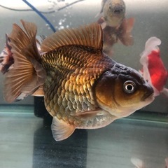 オランダショートテール①の画像