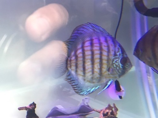 ターコイズ系ディスカス　成魚