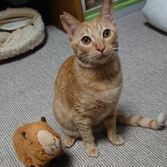 （初心者向き猫ちゃん）人気茶トラの｢ゆず｣（里親様決定しました）
