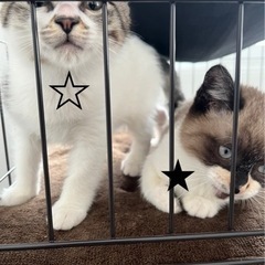 ☆の子　キジ白