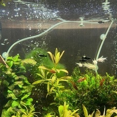 ブラックモーリー　稚魚（約15mm〜20mm）現在取引中の画像