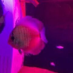 ディスカス　4匹の画像