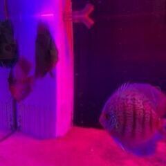 ディスカス　4匹の画像