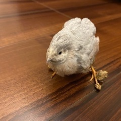 姫うずら　(オス)