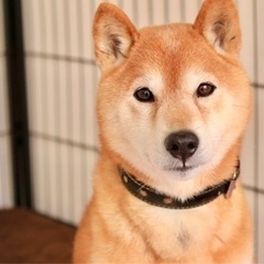 柴犬の里親募集中