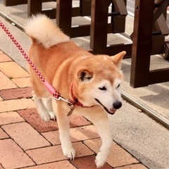柴犬の里親募集中！