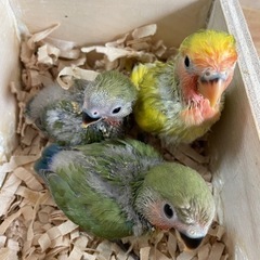 コザクラインコ 雛 