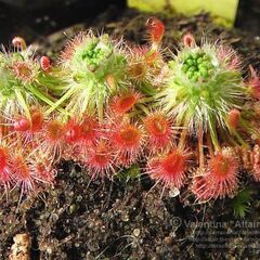 食虫植物drosera eneabba ¥1000の画像