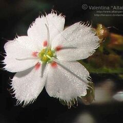 食虫植物drosera eneabba ¥1000の画像