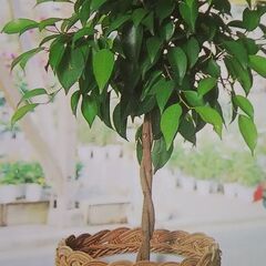 【東京】観葉植物引き取り「杉並区・中野区・板橋区・練馬区・大田区・品川区・目黒区・世田谷区・渋谷区・港区・中央区・千代田区・新宿区・豊島区・文京区」ＦＲＳ神奈川 - 地元のお店