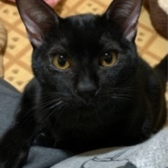 黒猫♂（レオ）
