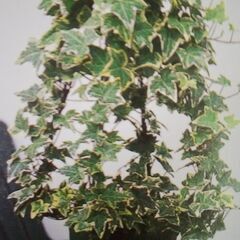 【東京・神奈川】観葉植物／鉢植えの木処分「町田・多摩・狛江・調布・府中・三鷹・武蔵野・稲城・日野・八王子・昭島」ＦＲＳ神奈川 − 神奈川県