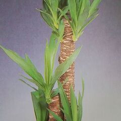 【東京・神奈川】観葉植物／鉢植えの木処分「町田・多摩・狛江・調布・府中・三鷹・武蔵野・稲城・日野・八王子・昭島」ＦＲＳ神奈川 - 地元のお店