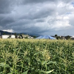 野菜の生産スタッフ