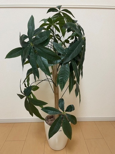 ［決まりました］観葉植物　パキラ