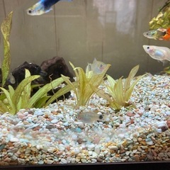 《お話し中》プラティ、子供　里親募集してます。の画像