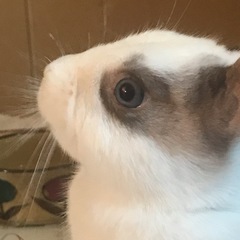 決まりました^ ^うさぎをみてもらえる動物病院 