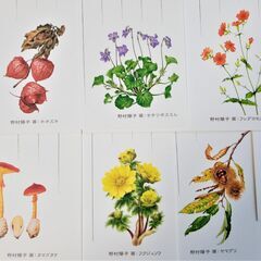 【未使用・美品】絵ハガキ ポストカード （1枚10円）「野村陽子」 植物細密画の画像