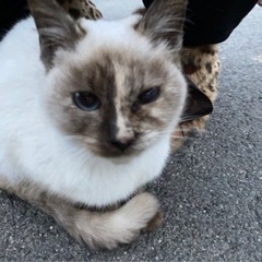 急募！可愛い子猫の家族募集します