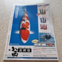 四月　日鱗　ニチリン　にちりん　2018　鯉　錦鯉　コイ　魚　本　雑誌　専門書の画像