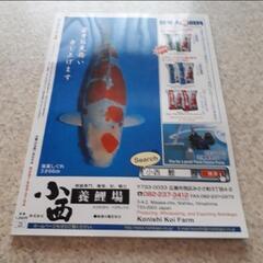 八月　日鱗　ニチリン　にちりん　2017　鯉　錦鯉　コイ　魚　本　雑誌　専門書の画像