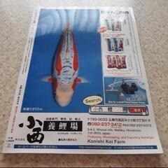 七月　日鱗　ニチリン　にちりん　2017　鯉　錦鯉　コイ　魚　本　雑誌　専門書の画像