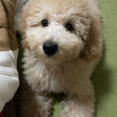 新しい御家族決まりました。