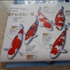 １２月　日鱗　ニチリン　にちりん　2017　鯉　錦鯉　コイ　魚　本　雑誌　専門書の画像