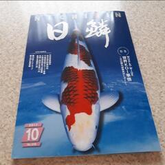１０月　日鱗　ニチリン　にちりん　2017　鯉　錦鯉　コイ　魚　...