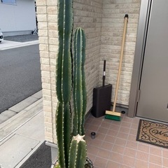 柱サボテン　引き渡し決まりました！！
