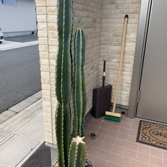 柱サボテン　引き渡し決まりました！！の画像