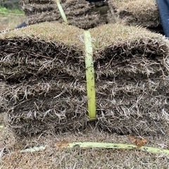 高麗芝　芝生　30枚(約10平米分)  ※一旦1月末で掲載終了します