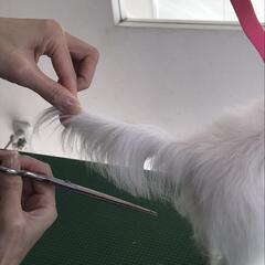 トリマーさん募集中の画像