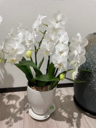 胡蝶蘭 3つ