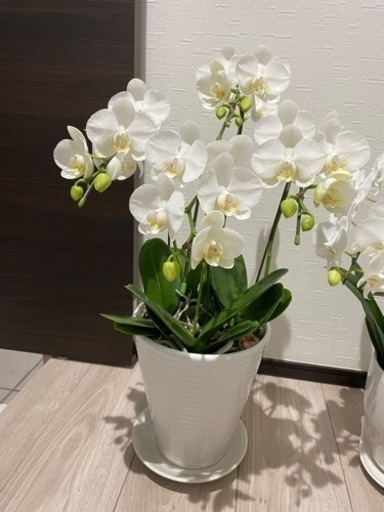 胡蝶蘭 3つ