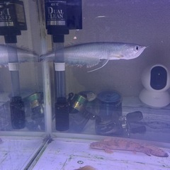 古代魚