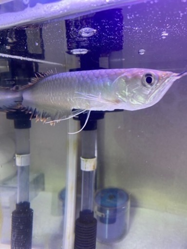 古代魚