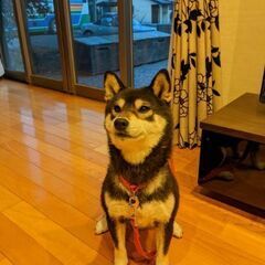 迷い犬黒柴リン
