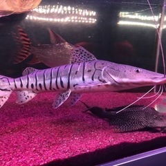 大型熱帯魚