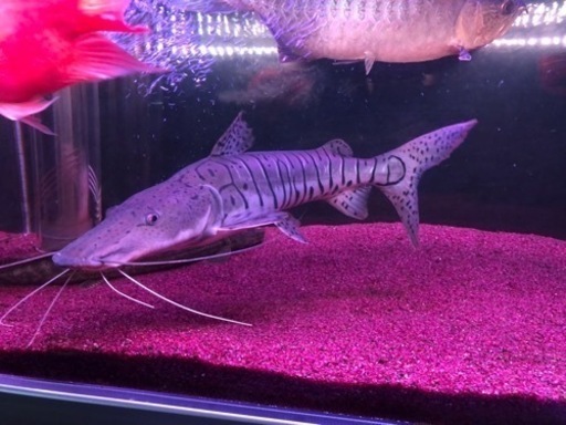 大型熱帯魚