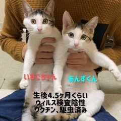 可愛いキジシロ兄妹♪別々でも可