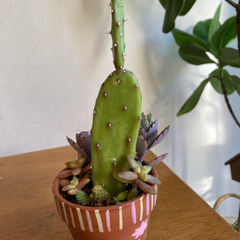 寄せ植えの画像