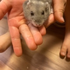 ジャンガリアンハムスター