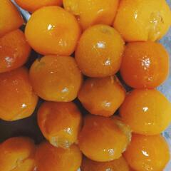 自家栽培無農薬金柑1kgの画像