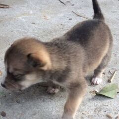 １ヶ月前に生まれた雑種犬子犬です、残り２